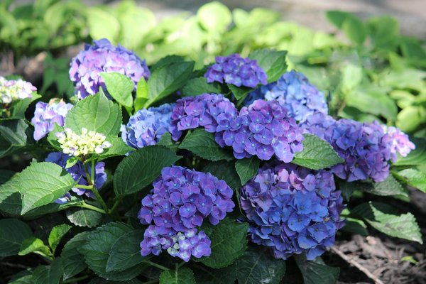 How to Integrate Solar Lighting into Your UK Garden for Sustainability?